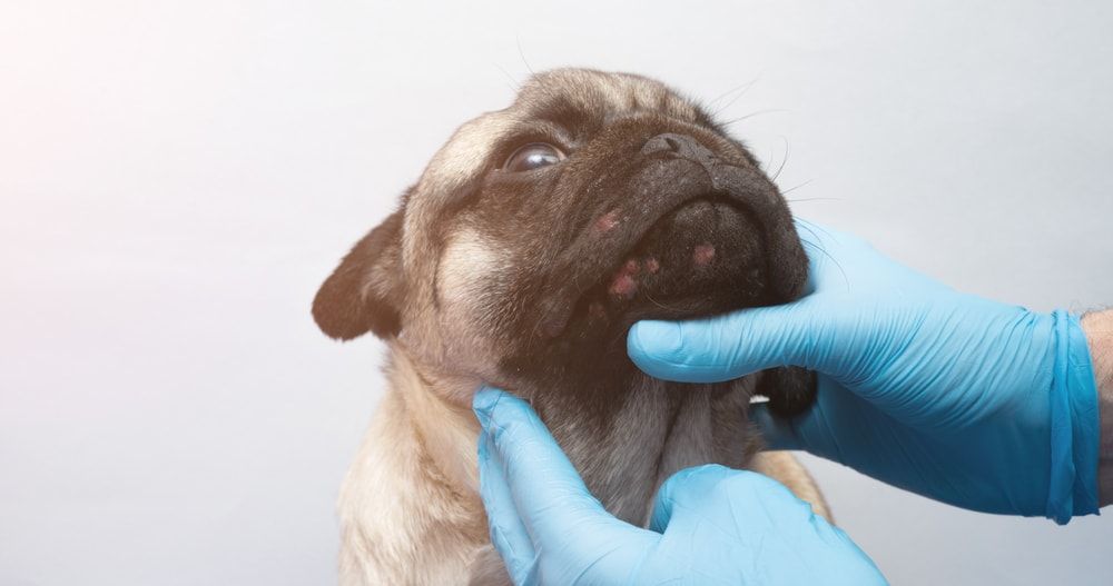 pug dog with red inflamed wounds on his face
