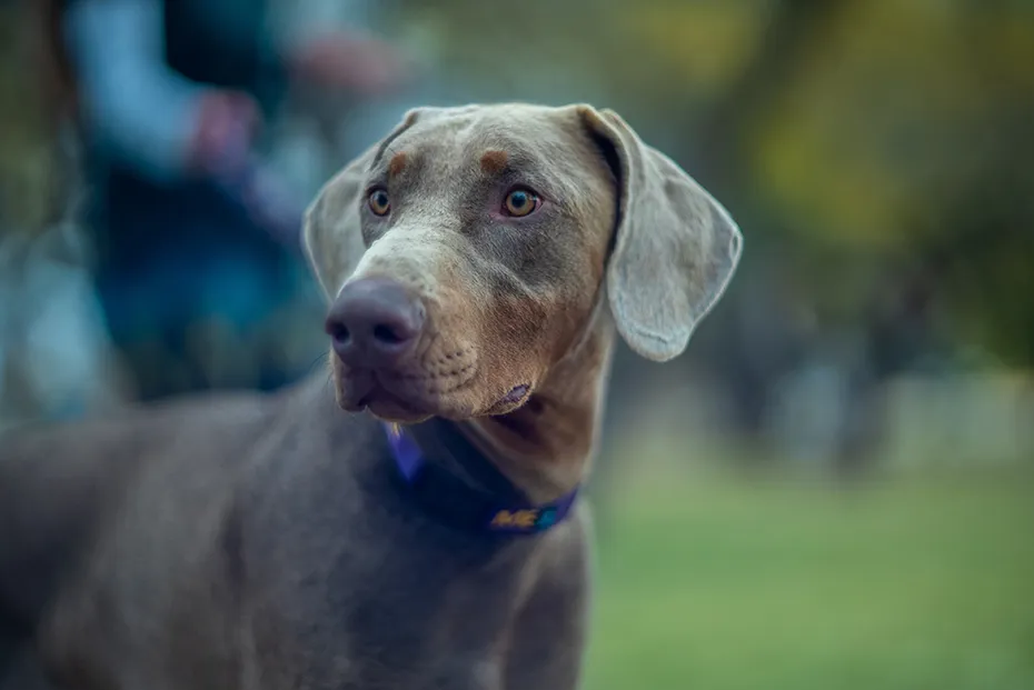Blue Doberman Dog up close