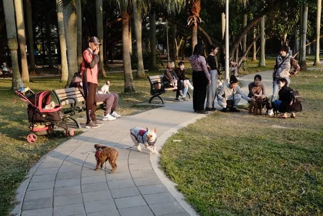 How to Scare Aggressive Dogs Away When You Are Out Walking: Safe & Useful Tips