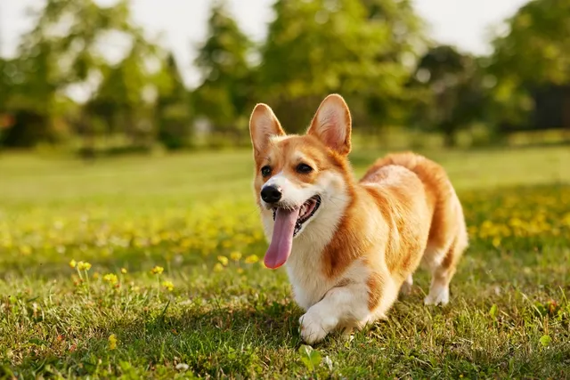 11 Wonderful Off-Leash Dog Parks Near Santa Ana, CA: 2026 Update