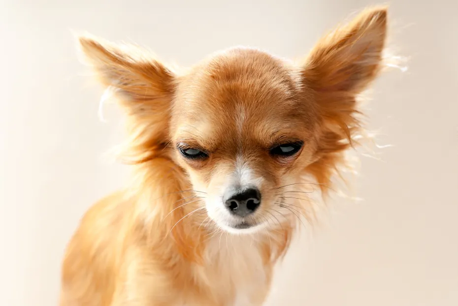 chihuahua dog looking grumpy expression