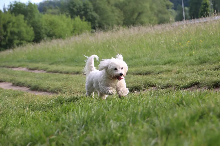 coton-de-tulear-running-on-the-grass