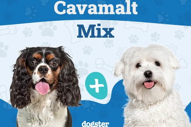 Cavamalt: Breed Info, Pictures, Care Guide & More