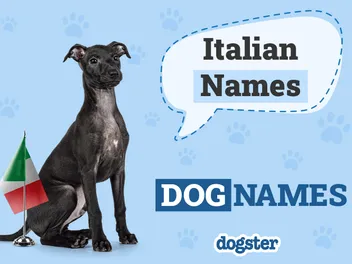 200+ Italian Dog Names: Female & Male Ideas With Meanings