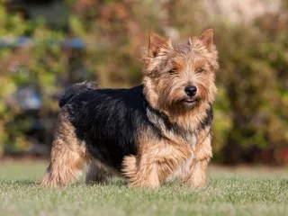 Norwich Terrier Dog Breed: Info, Pictures, Traits & More