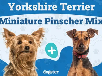 Yorkie Pin Dog Breed: Info, Pictures, Care & More