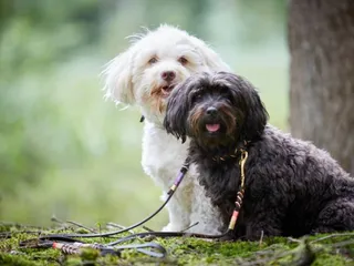 How to Potty Train a Havanese: 10 Vet-Approved Tips