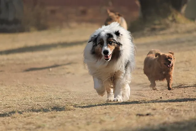 8 Fun Off-Leash Dog Parks in Riverside, CA (2026 Update)