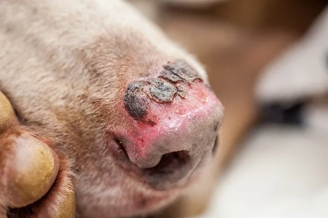5 Ways to Treat Dog Sunburns: Vet-Approved Methods & Tips