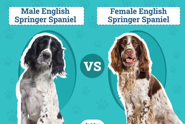 Male vs Female English Springer Spaniel: The Differences (With Pictures)