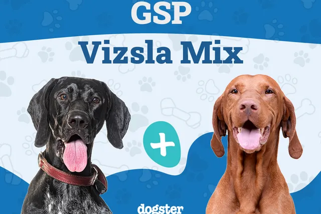 GSP Vizsla Mix: Info, Pictures, Temperament & More