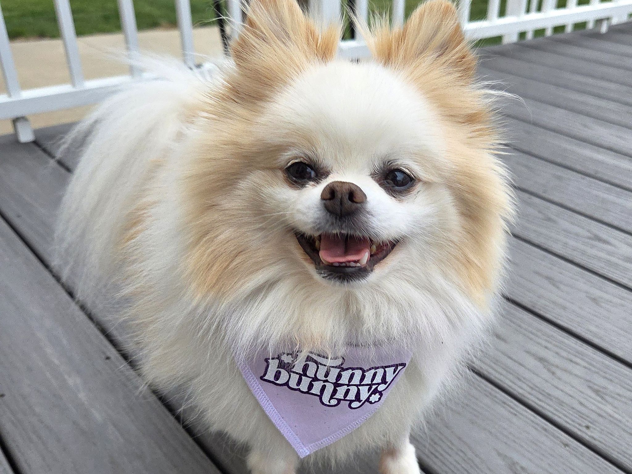 Hunny_ The Rescue Dog Who Learne