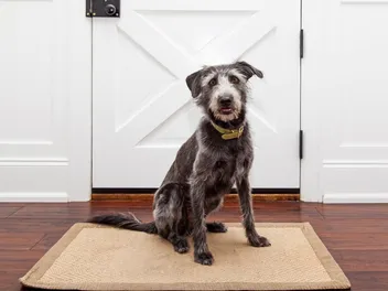How to Train a Dog to Not Be Aggressive When Someone Comes to the Door: 8 Vet Approved Tips