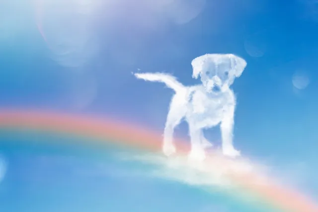 What Is the Rainbow Bridge? The Incredible Story Behind the Poem