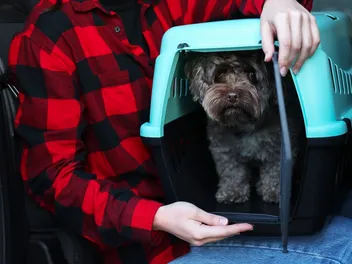 10 Best Dog Crates for RVs in 2026: Reviews & Top Picks