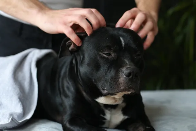Dog Massage: Vet-Approved Techniques & How to Guide