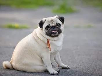 How to Help a Pug Lose Weight: 11 Vet Approved Tips & Tricks