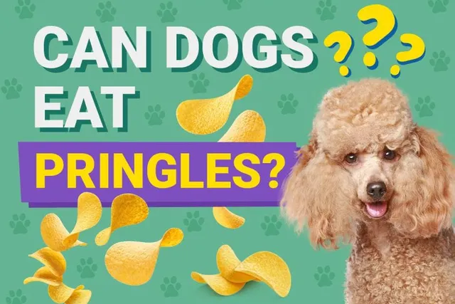 Can Dogs Eat Pringles? Vet-Approved Health Facts & FAQ