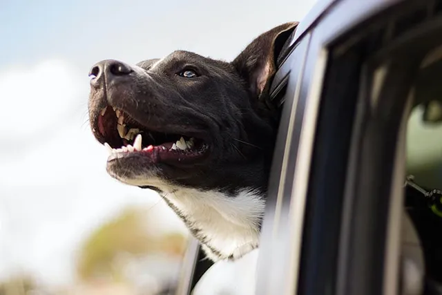 Why Dogs Stick Their Head Out of Car Windows: 6 Vet-Verified Reasons & Tips