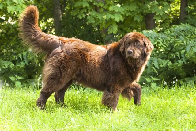 12 Dog Breeds Similar to Newfoundland Dogs (With Info & Pictures)