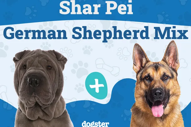 Shar-Pei German Shepherd Mix: Info, Pictures, Care & Traits
