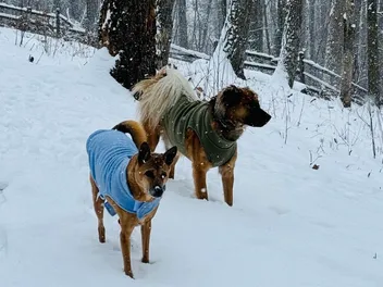 How Did My Tropical Dogs Handle Snow? Adapting to a New Environment