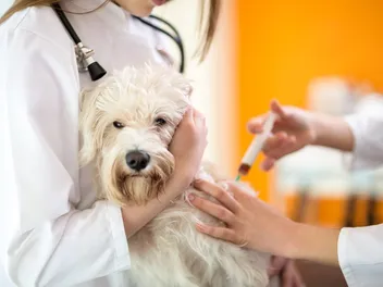 Can a Dog Get Kennel Cough from the Vaccine? What the Science Tells Us