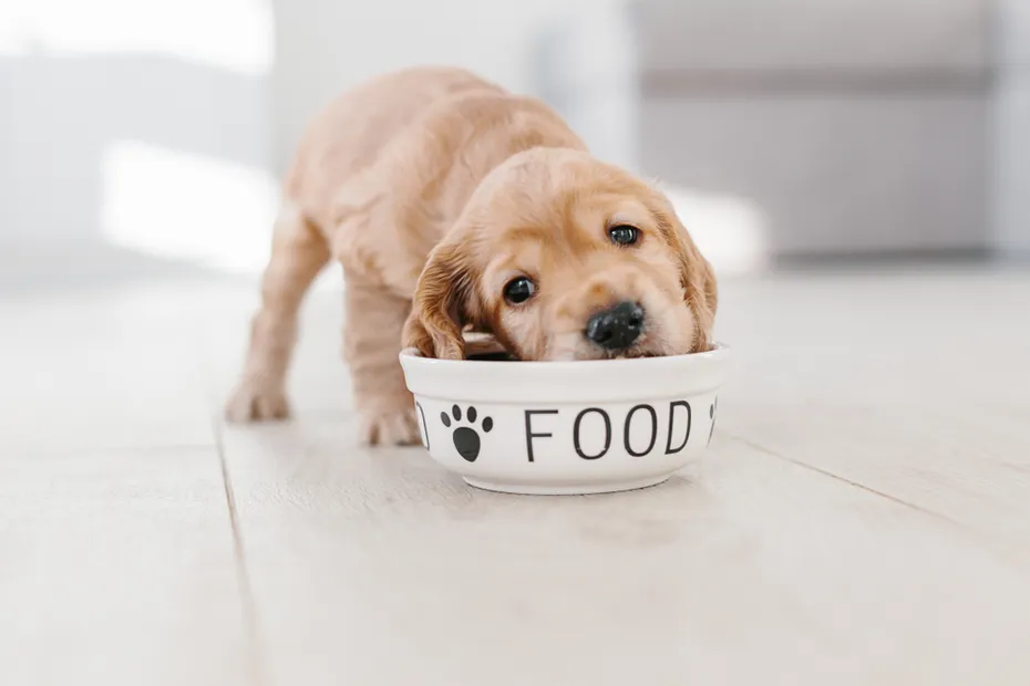 Cocker Spaniel puppy eating from a dog bowl