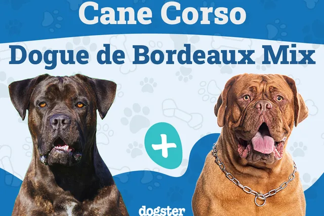Cane Corso Dogue de Bordeaux Mix: Info, Pictures, Temperament & More