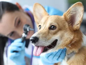 Are There Dog Hearing Aids? Vet-Reviewed Facts & FAQs