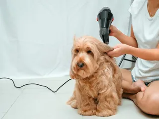 5 Vet-Approved Cockapoo Haircuts You Can Give Your Pup (With Pictures)