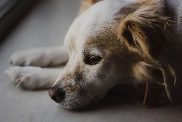 Anemia in Dogs: Signs, Causes and Treatments (Vet Answer)
