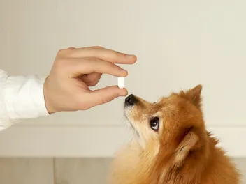Ursodiol for Dogs: Our Vet Explains the Usage, Dosage & Care