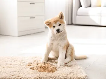 Why Won’t My Dog Pee Outside? Dog Behavior Explained