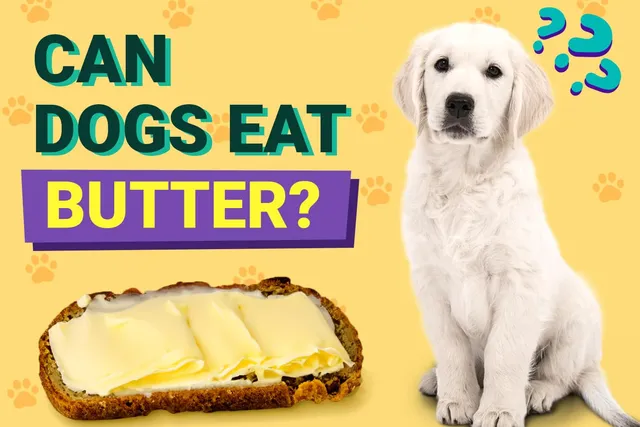 Can Dogs Eat Butter? Vet-Approved Nutrition Advice