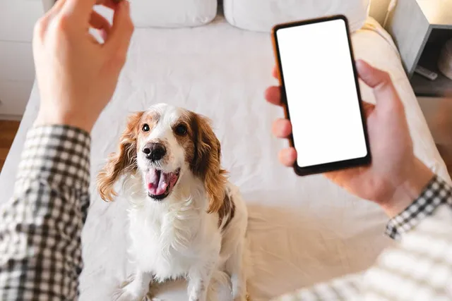 Do Dog Whistle Apps Actually Work? Myths & Facts Revealed