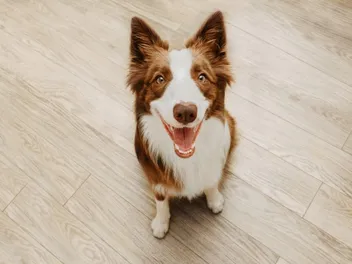 Why Are Dogs Called Fido? Meaning & Origin