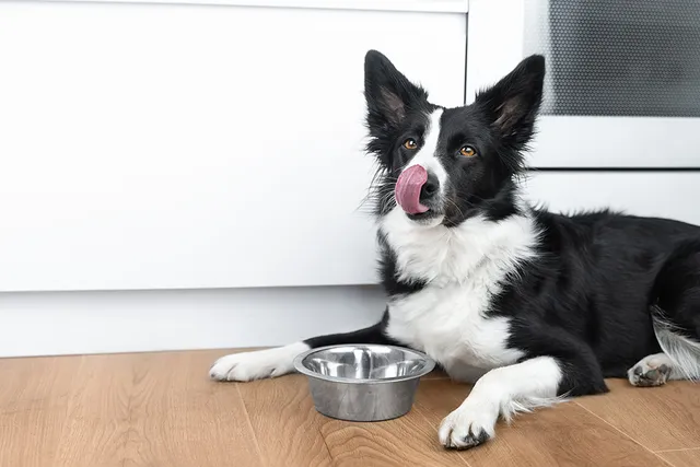 Your Dog Has Diarrhea? Here Are 10 Foods Vets Say Actually Help