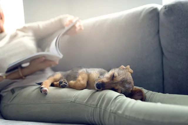 Why Do Dogs Sleep With Their Bums Facing You? 5 Vet-Verified Reasons for This Behavior