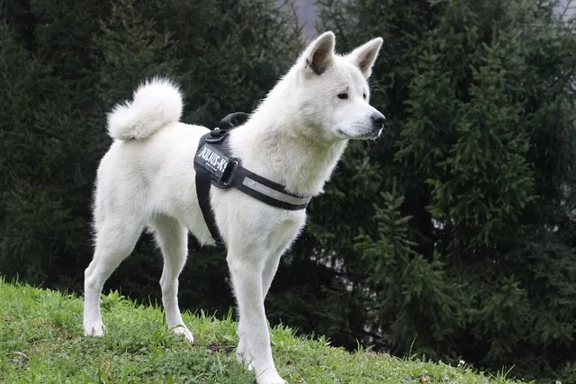 15 Surprising Dog Jobs Through History: Unusual Canine Careers