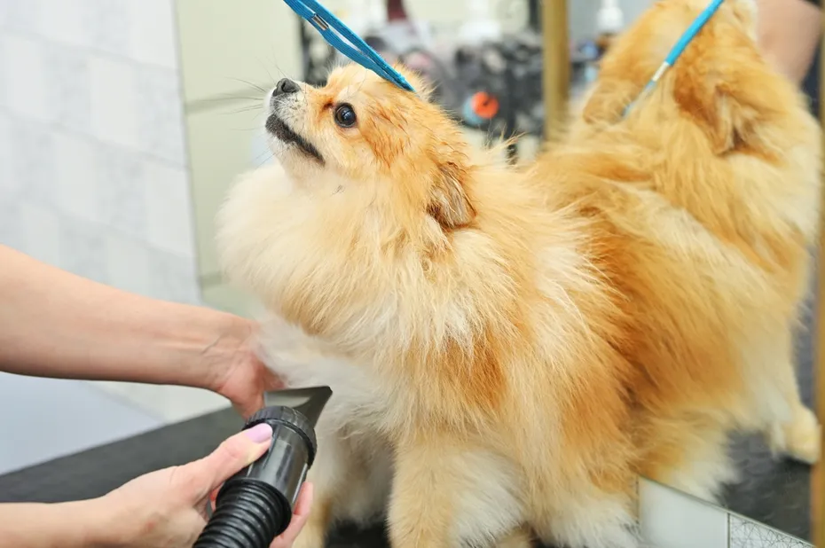 Groomer drying the hair of Pomeranian