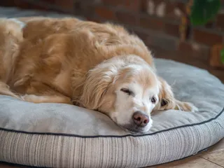 Why Do Golden Retrievers Get Cancer More Than Other Breeds? (Vet Answer)