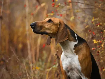 Poitevin Dog Breed Guide: Info, Pictures & Care
