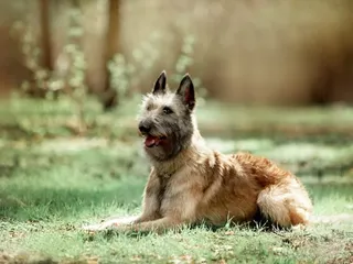Belgian Shepherd Laekenois Dog Breed: Info, Pictures, Care & Traits