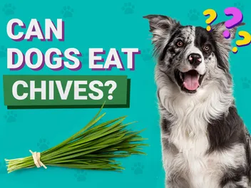 Can Dogs Eat Chives? Vet-Verified Nutrition Facts & FAQ