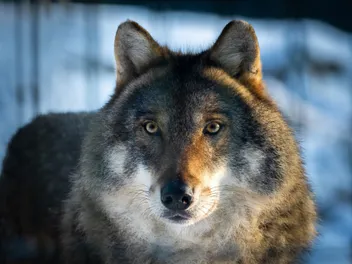 Game of Thrones' Direwolves: Facts & Fantasy