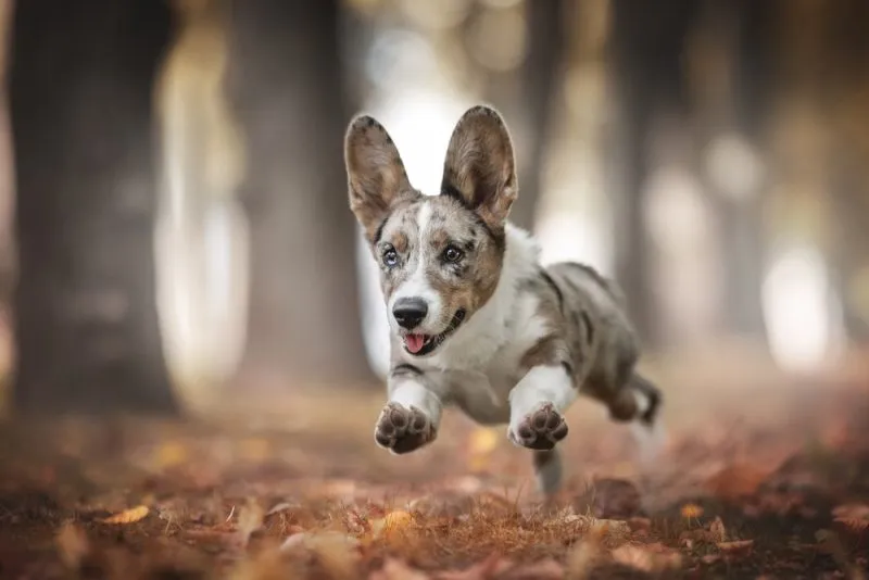 Welsh Corgi Cardigan puppy running in the yard