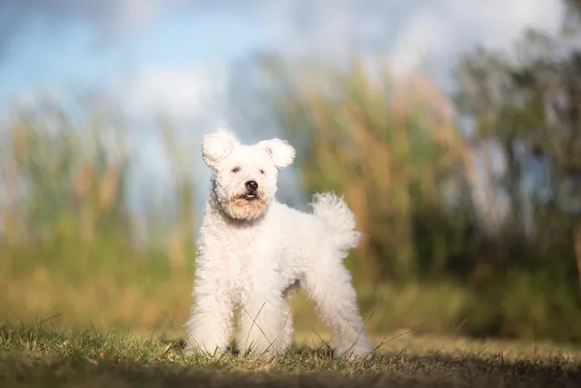 Pumi Dog Breed: Info, Pictures, Facts & Traits