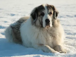 Pyrenean Mastiff Dog Breed: Info, Pictures, Care & More