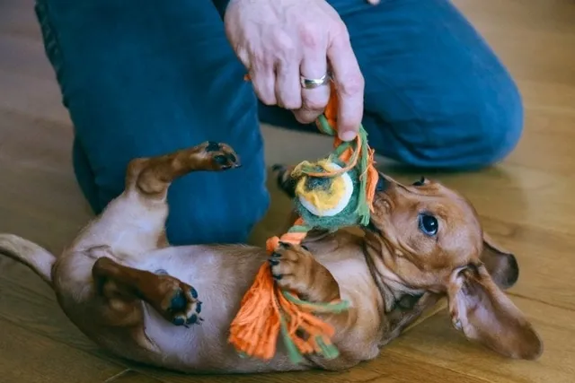 How to Make Your Dog Love Their New Toy: 5 Vet-Approved Ways